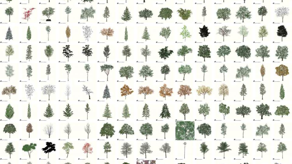 234个乔木植物SU模型