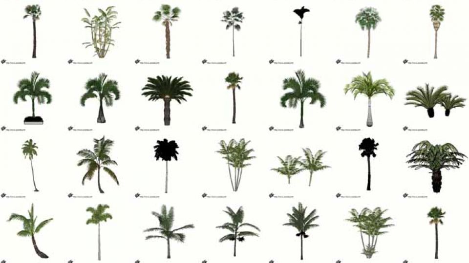 70个棕榈植物SU模型