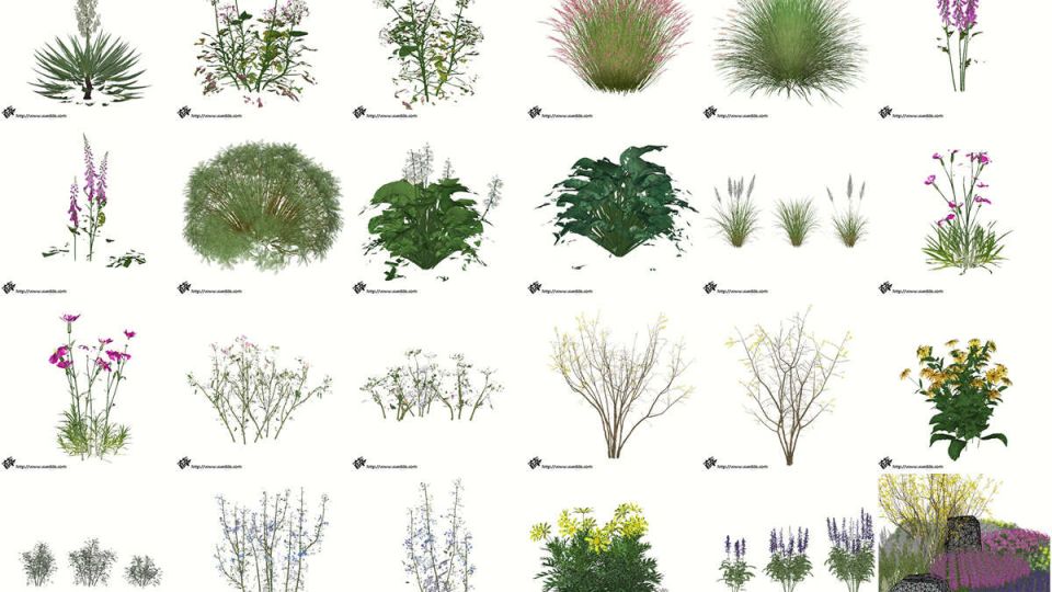 24个花镜植物SU模型