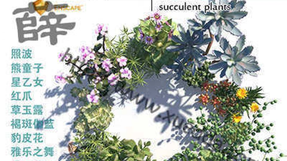 多肉植物SU1