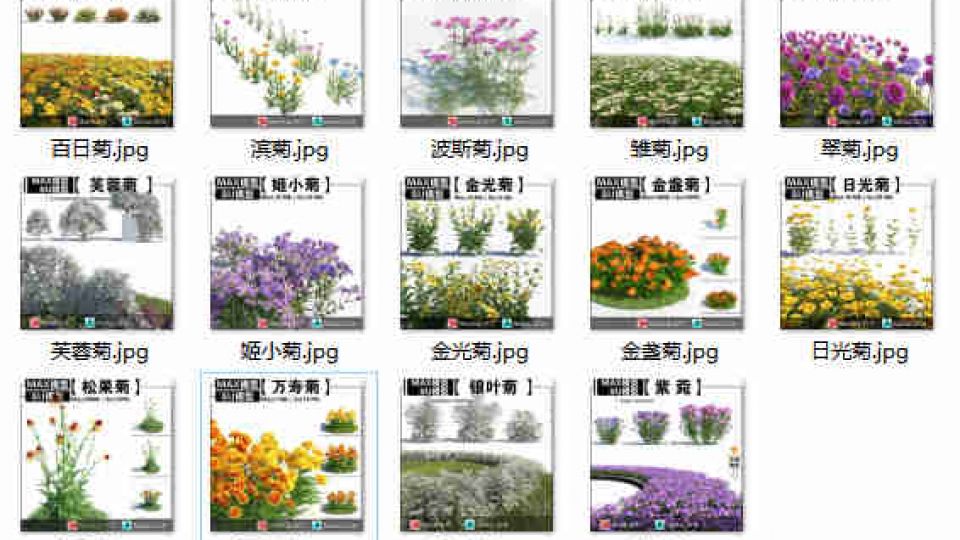 菊科合集SU7