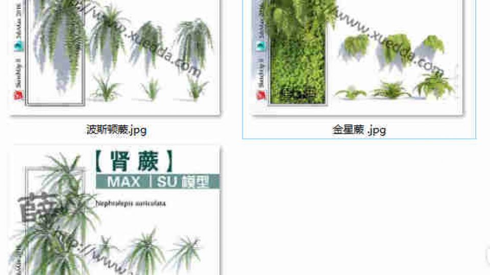 蕨类SU8
