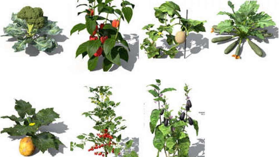 20种蔬菜OBJ15